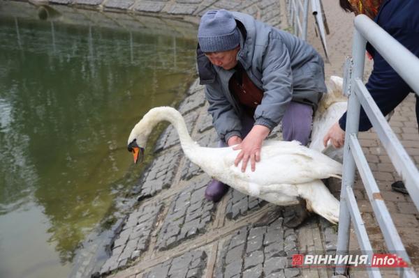 Пару лебедів повернули на озеро біля Центрального парку Вінниці: фото Пару лебедів повернули на озеро біля Центрального парку Вінниці: фото