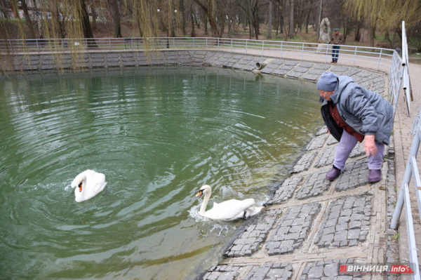 Пару лебедів повернули на озеро біля Центрального парку Вінниці: фото Пару лебедів повернули на озеро біля Центрального парку Вінниці: фото