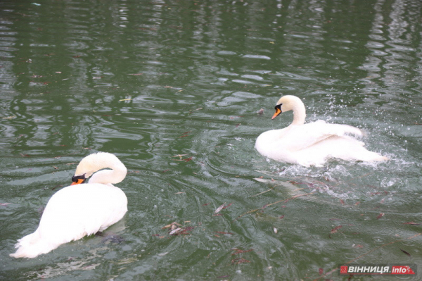 Пару лебедів повернули на озеро біля Центрального парку Вінниці: фото Пару лебедів повернули на озеро біля Центрального парку Вінниці: фото