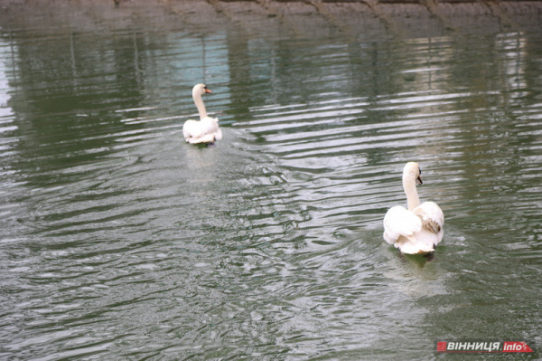 Пару лебедів повернули на озеро біля Центрального парку Вінниці: фото Пару лебедів повернули на озеро біля Центрального парку Вінниці: фото
