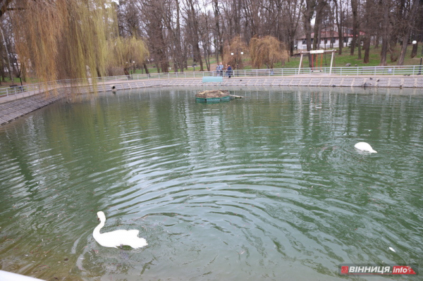 Пару лебедів повернули на озеро біля Центрального парку Вінниці: фото Пару лебедів повернули на озеро біля Центрального парку Вінниці: фото