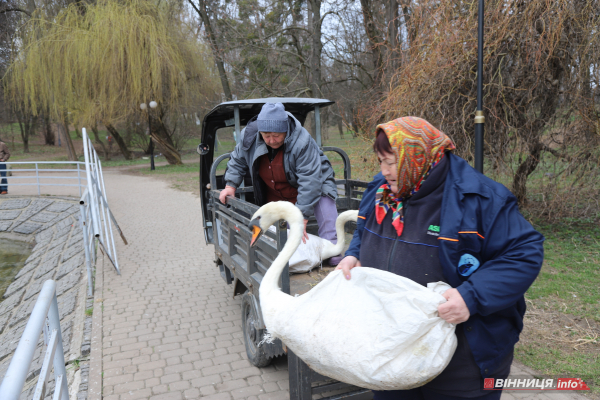 Пару лебедів повернули на озеро біля Центрального парку Вінниці: фото Пару лебедів повернули на озеро біля Центрального парку Вінниці: фото