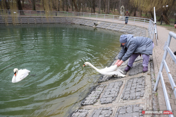 Пару лебедів повернули на озеро біля Центрального парку Вінниці: фото Пару лебедів повернули на озеро біля Центрального парку Вінниці: фото