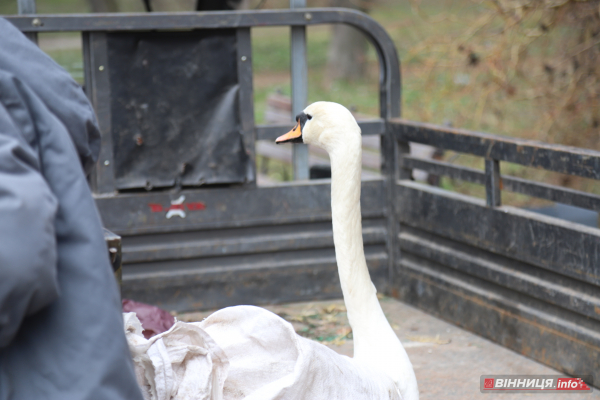 Пару лебедів повернули на озеро біля Центрального парку Вінниці: фото Пару лебедів повернули на озеро біля Центрального парку Вінниці: фото