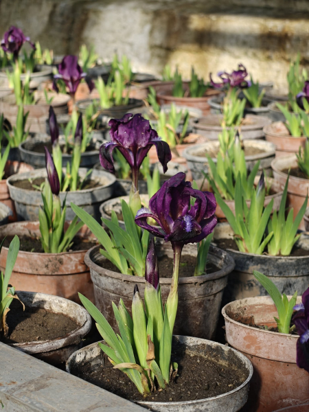 Квіти на зупинках та у кашпо: як у Вінниці готуються до сезону озеленення