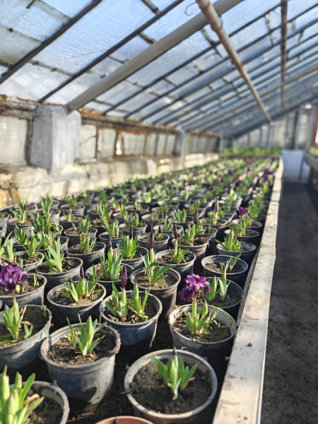 Квіти на зупинках та у кашпо: як у Вінниці готуються до сезону озеленення