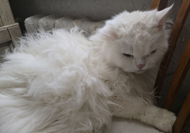 Котик возле батареи. 