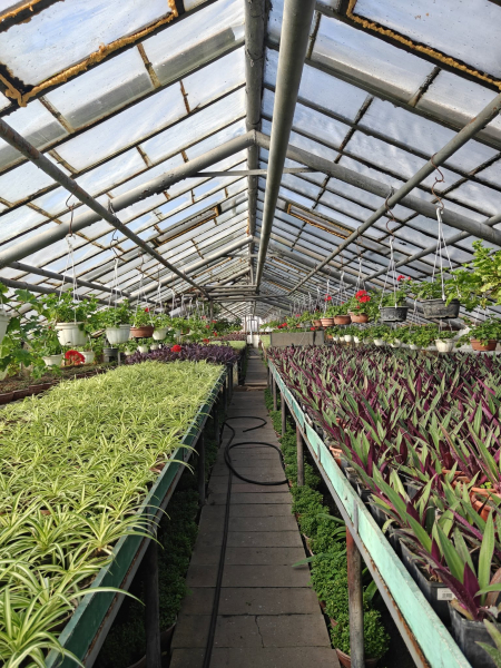 Квіти на зупинках та у кашпо: як у Вінниці готуються до сезону озеленення