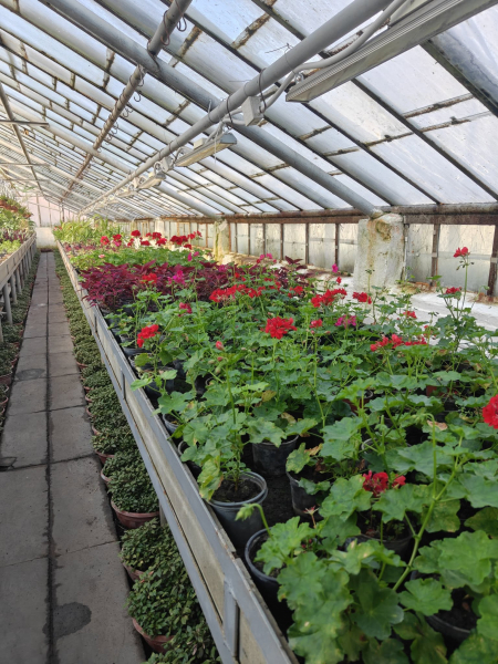 Квіти на зупинках та у кашпо: як у Вінниці готуються до сезону озеленення