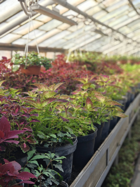 Квіти на зупинках та у кашпо: як у Вінниці готуються до сезону озеленення