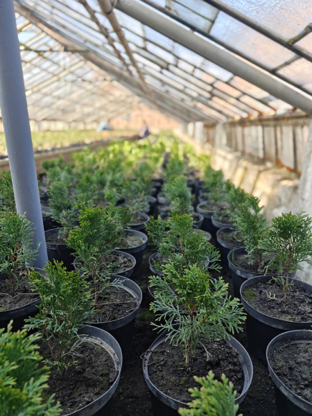 Квіти на зупинках та у кашпо: як у Вінниці готуються до сезону озеленення