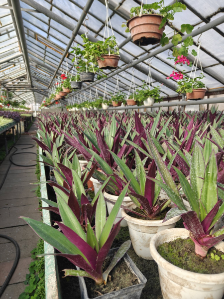 Квіти на зупинках та у кашпо: як у Вінниці готуються до сезону озеленення