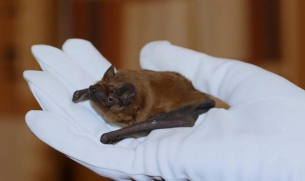 У Вінниці врятованих кажанів випустять в природне середовище