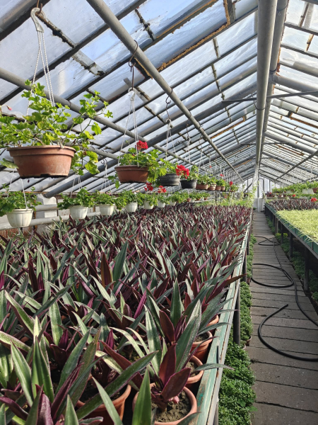 Квіти на зупинках та у кашпо: як у Вінниці готуються до сезону озеленення