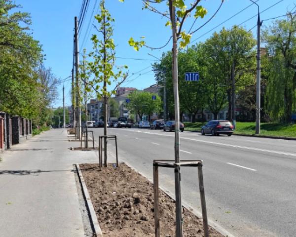 У Вінниці висадили 250 дерев на восьми вулицях