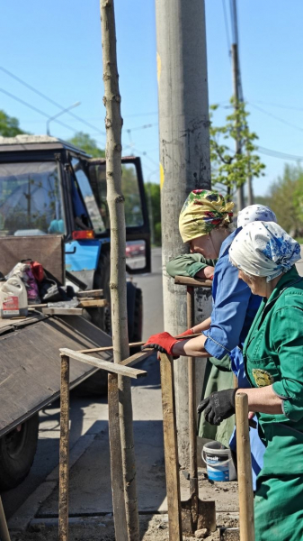 У Вінниці висадили 250 дерев на восьми вулицях