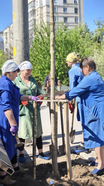 У Вінниці висадили 250 дерев на восьми вулицях
