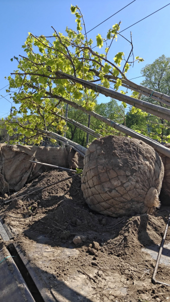У Вінниці висадили 250 дерев на восьми вулицях