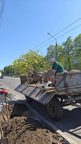 У Вінниці висадили 250 дерев на восьми вулицях