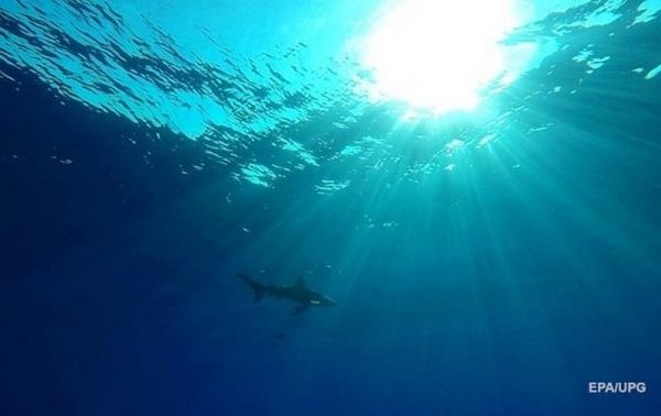 В Израиле акула атаковала мужчину